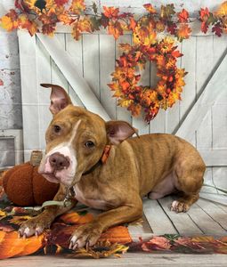 Woof Gang Bakery & Grooming West Bradenton photo 28