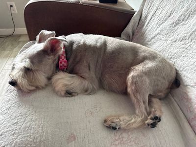 Woof Gang Bakery & Grooming West Bradenton photo 29