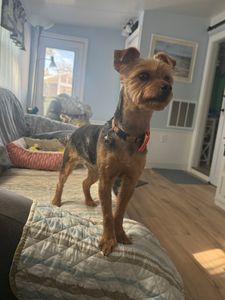 Woof Gang Bakery & Grooming West Bradenton photo 30