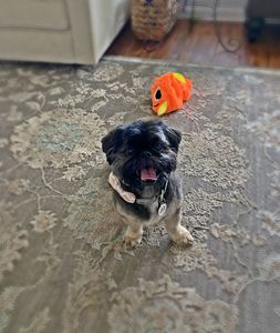 Woof Gang Bakery & Grooming West Bradenton photo 31