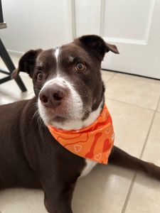 Woof Gang Bakery & Grooming West Bradenton photo 32