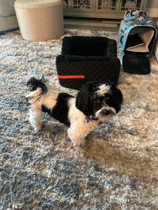 Woof Gang Bakery & Grooming West Bradenton photo 33