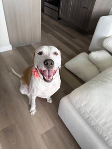 Woof Gang Bakery & Grooming West Bradenton photo 34