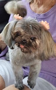 Woof Gang Bakery & Grooming West Bradenton photo 35