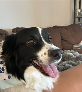 Woof Gang Bakery & Grooming West Bradenton photo 36