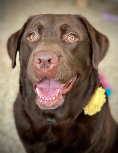 Woof Gang Bakery & Grooming West Bradenton photo 37