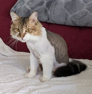 Woof Gang Bakery & Grooming West Bradenton photo 38