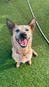 Woof Gang Bakery & Grooming West Bradenton photo 39