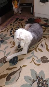 Coats & Tails Grooming