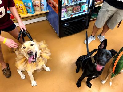 Three Dog Bakery & Grooming (UTC) photo 10