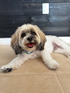 Three Dog Bakery & Grooming (UTC) photo 11