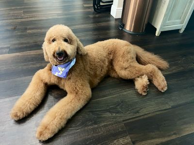 Three Dog Bakery & Grooming (UTC) photo 12