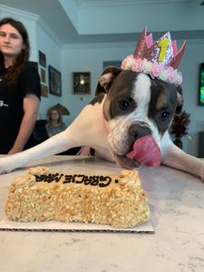 Three Dog Bakery & Grooming (UTC) photo 13