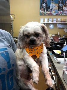 Three Dog Bakery & Grooming (UTC) photo 30