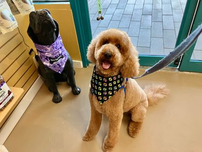 Three Dog Bakery & Grooming (UTC) photo 31