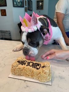 Three Dog Bakery & Grooming (UTC) photo 32