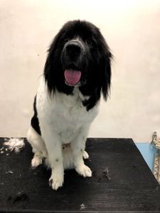 Three Dog Bakery & Grooming (UTC) photo 33