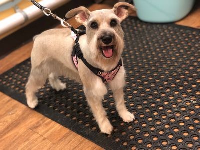 Three Dog Bakery & Grooming (UTC) photo 37