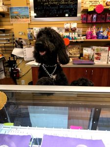 Three Dog Bakery & Grooming (UTC) photo 40