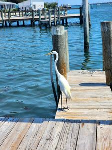 Tide Tables Restaurant and Marina photo 34