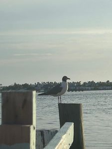 Tide Tables Restaurant and Marina photo 35