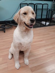 De La Pooch