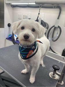 Howling Hounds Dog Grooming