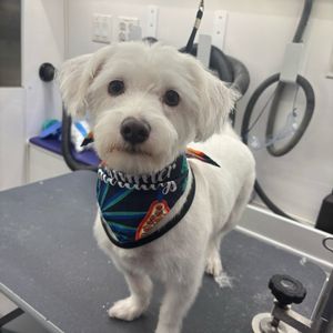 Howling Hounds Dog Grooming photo 2