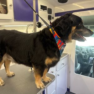 Howling Hounds Dog Grooming photo 4