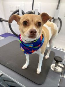 Howling Hounds Dog Grooming photo 6