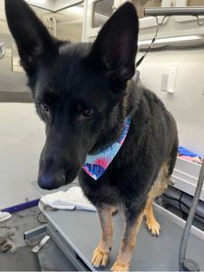 Howling Hounds Dog Grooming photo 7