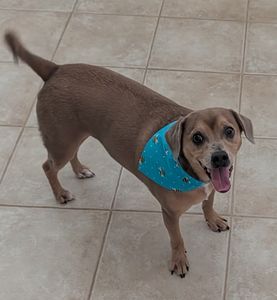 Howling Hounds Dog Grooming photo 8