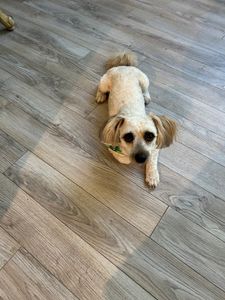 Howling Hounds Dog Grooming photo 9