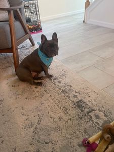 Howling Hounds Dog Grooming photo 10