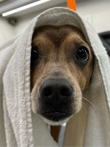 Howling Hounds Dog Grooming photo 12