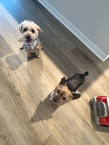 Howling Hounds Dog Grooming photo 13