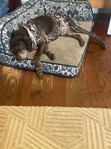 Howling Hounds Dog Grooming photo 14