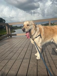 Howling Hounds Dog Grooming photo 15