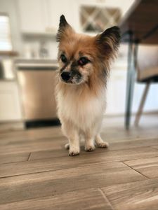 Howling Hounds Dog Grooming photo 16