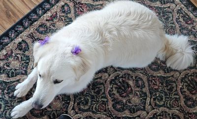 Howling Hounds Dog Grooming photo 17