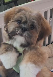 Howling Hounds Dog Grooming photo 18