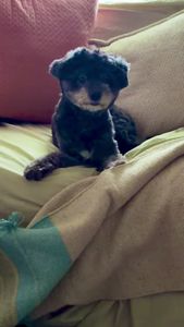 Howling Hounds Dog Grooming photo 19