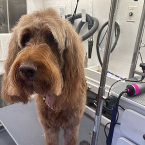 Howling Hounds Dog Grooming photo 20
