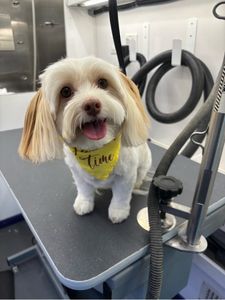Howling Hounds Dog Grooming photo 21
