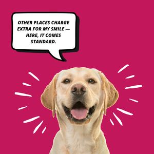 Howling Hounds Dog Grooming photo 22