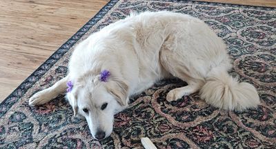 Howling Hounds Dog Grooming photo 23