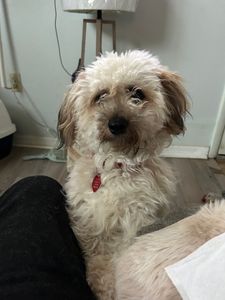 Howling Hounds Dog Grooming photo 26