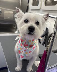 Howling Hounds Dog Grooming