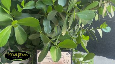 Mean Deans Local Kitchen photo 8