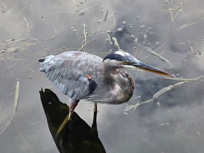 Tarpon Turtle Waterfront Grill & Marina photo 13